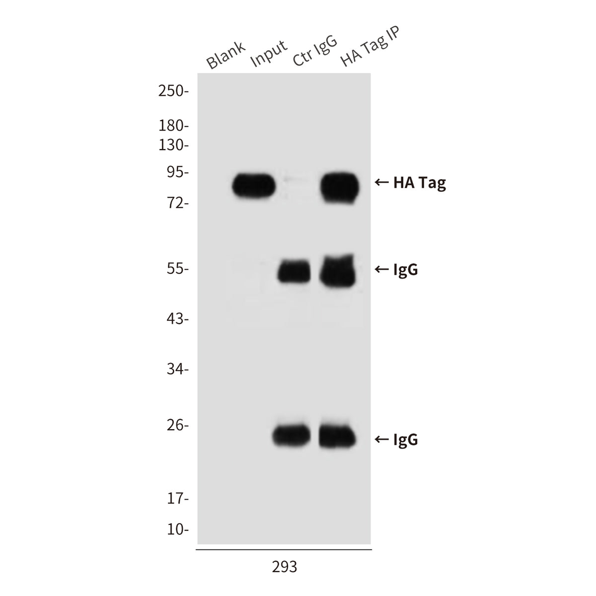HA Tag (9A3) Mouse Monoclonal Antibody