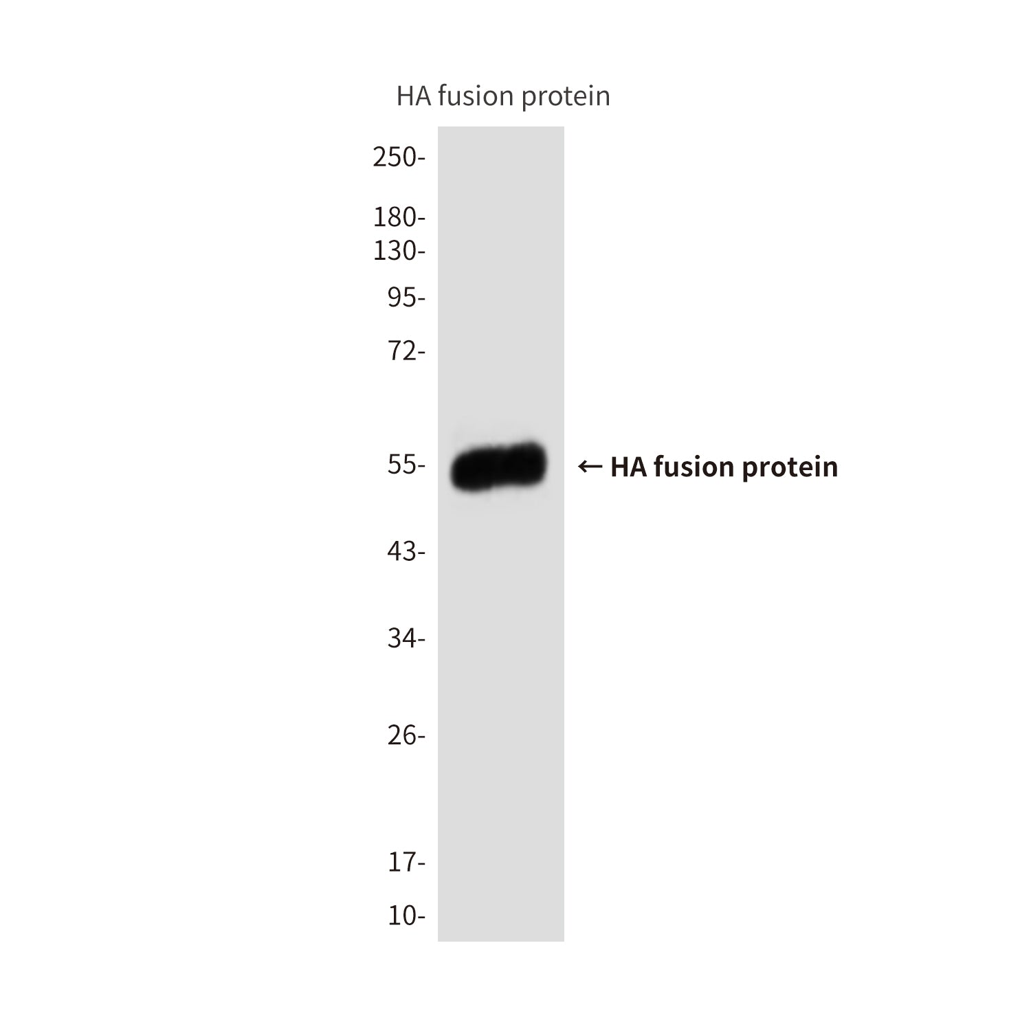 HA Tag (9A3) Mouse Monoclonal Antibody