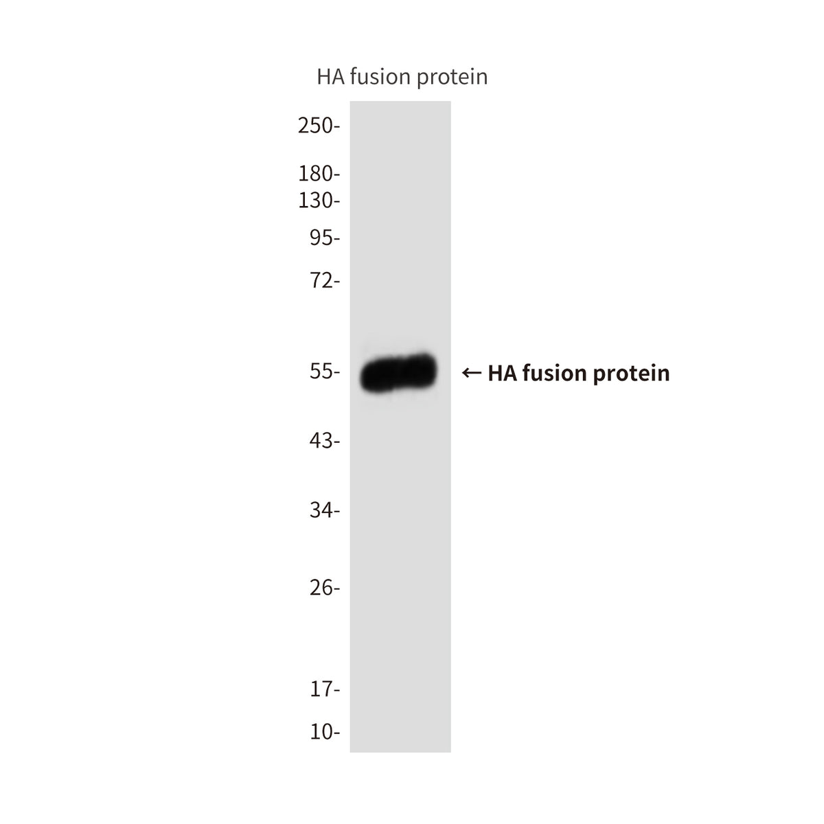 HA Tag (9A3) Mouse Monoclonal Antibody