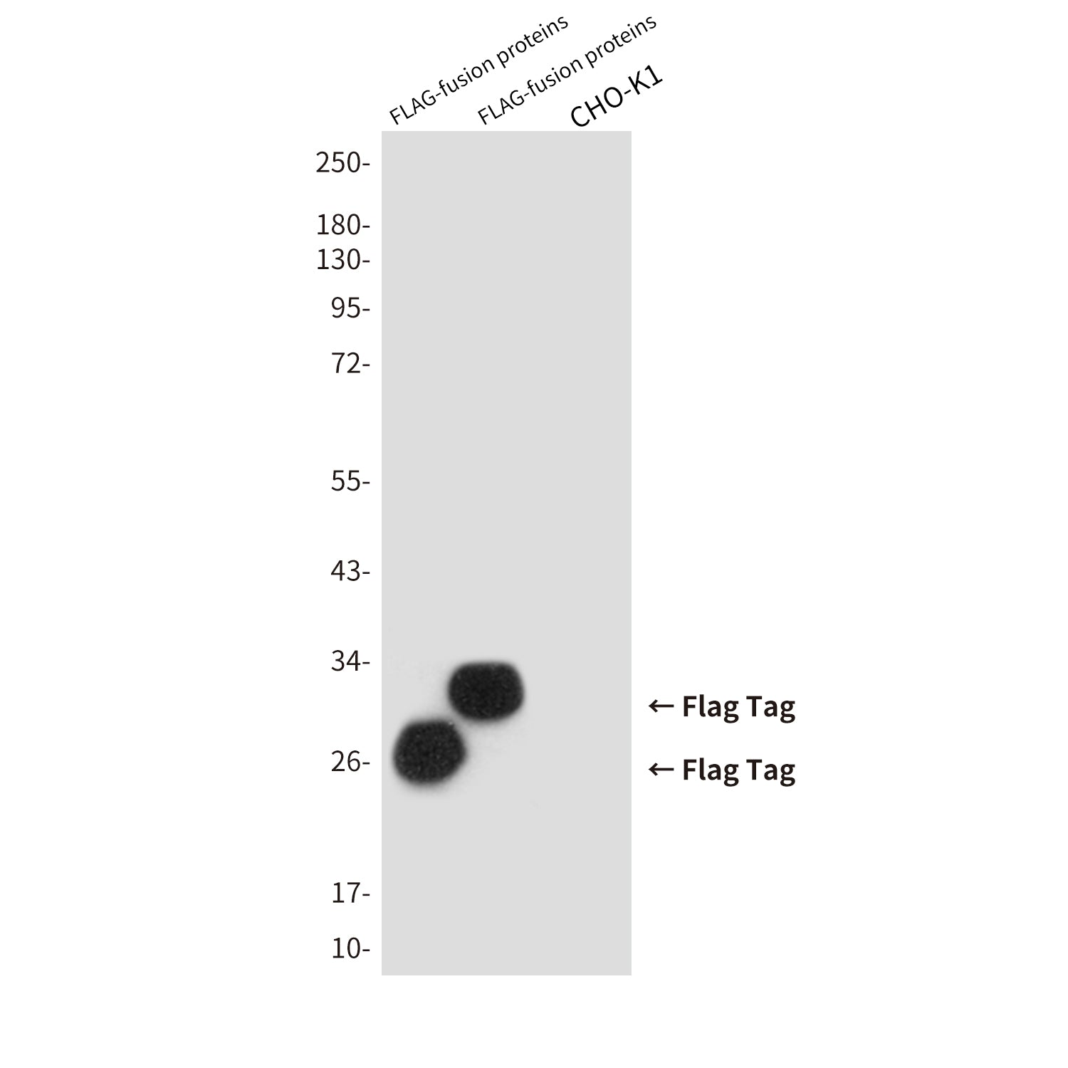 Flag Tag Mouse Monoclonal Antibody