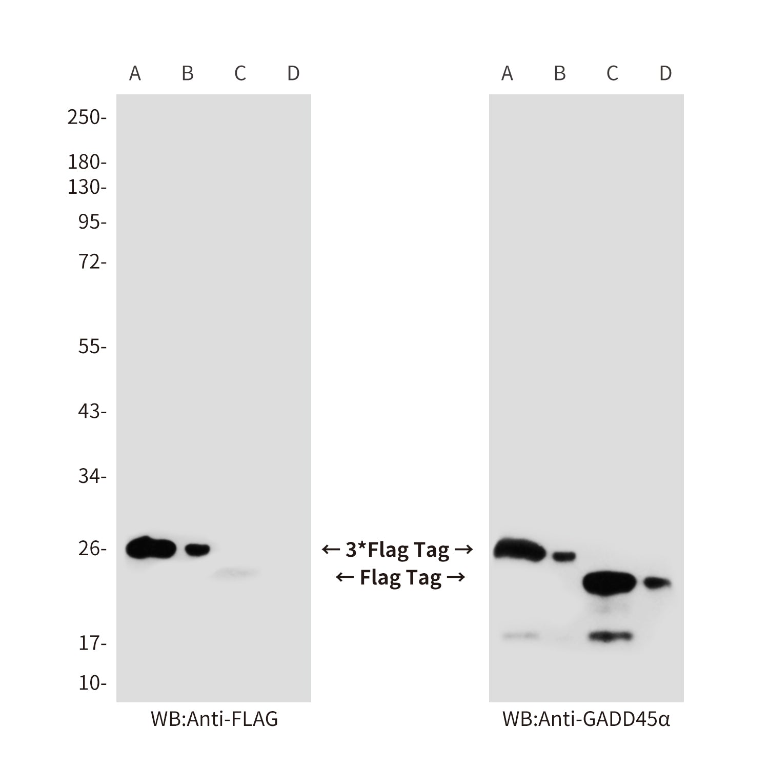 Flag Tag Mouse Monoclonal Antibody
