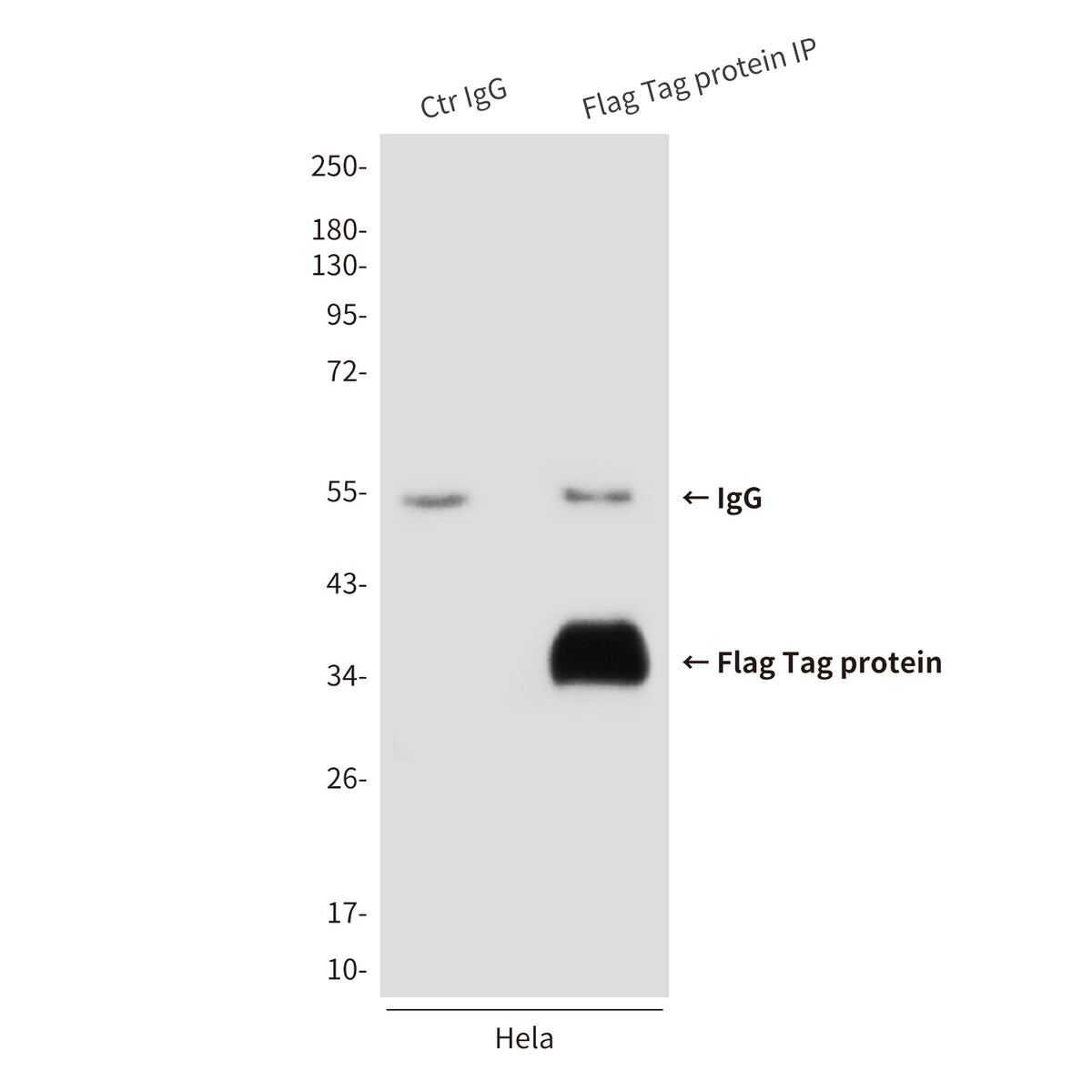 Flag Tag (3A6) Mouse Monoclonal Antibody