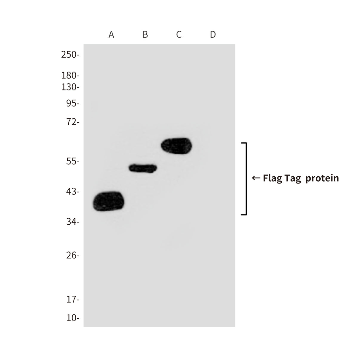 Flag Tag (3A6) Mouse Monoclonal Antibody