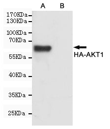 HA Tag Mouse Monoclonal Antibody (HRP)