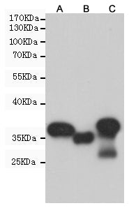 GST Tag Mouse Monoclonal Antibody (HRP)