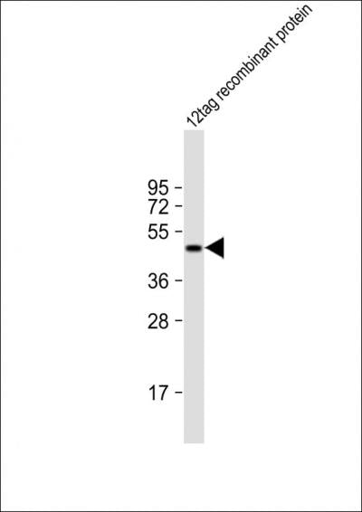 His Tag Mouse Monoclonal Antibody (HRP)