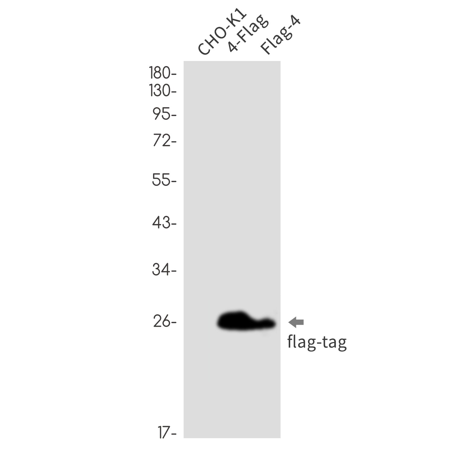 Flag Tag Rabbit Monoclonal Antibody