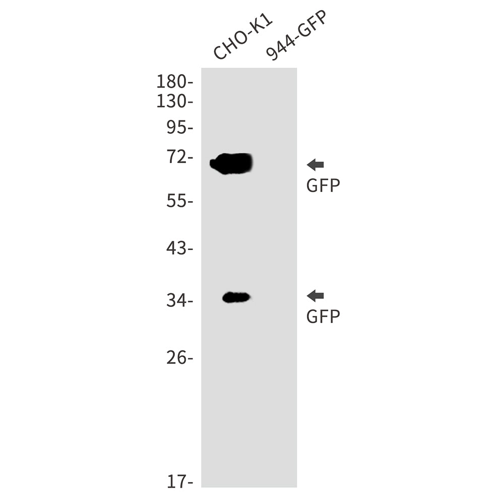 GFP Tag Rabbit Monoclonal Antibody