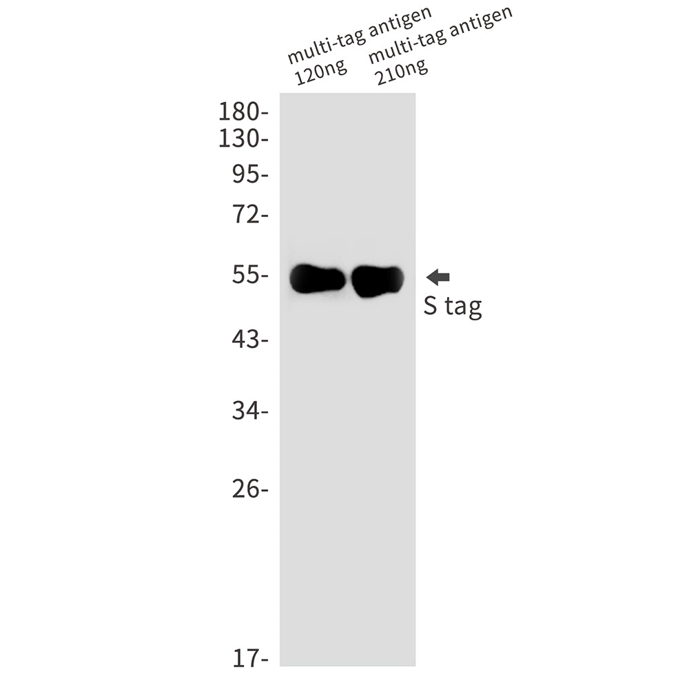S Tag Rabbit Monoclonal Antibody
