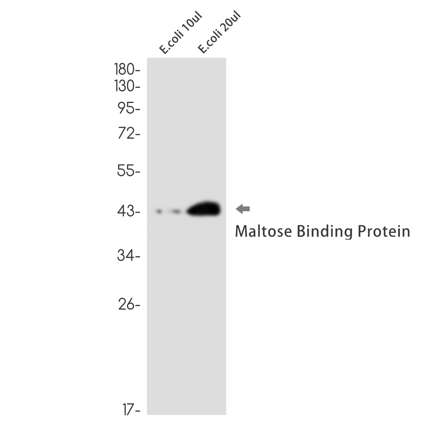 MBP Tag Rabbit Monoclonal Antibody