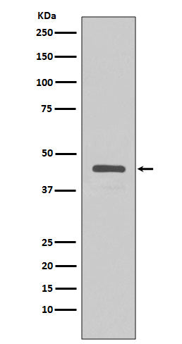 V5 Tag Rabbit Monoclonal Antibody