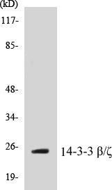 14-3-3 beta/zeta Colorimetric Cell-Based ELISA Kit