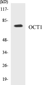 OCT1 Colorimetric Cell-Based ELISA Kit