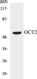 OCT2 Colorimetric Cell-Based ELISA Kit