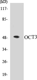 OCT3 Colorimetric Cell-Based ELISA Kit