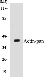 Actin-pan Colorimetric Cell-Based ELISA Kit