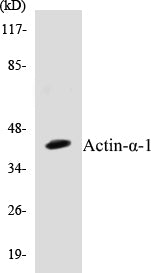 Actin-alpha-1 Colorimetric Cell-Based ELISA Kit