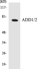 ADD1/2 Colorimetric Cell-Based ELISA Kit