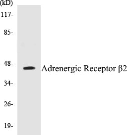 Adrenergic Receptor beta2 Colorimetric Cell-Based ELISA Kit