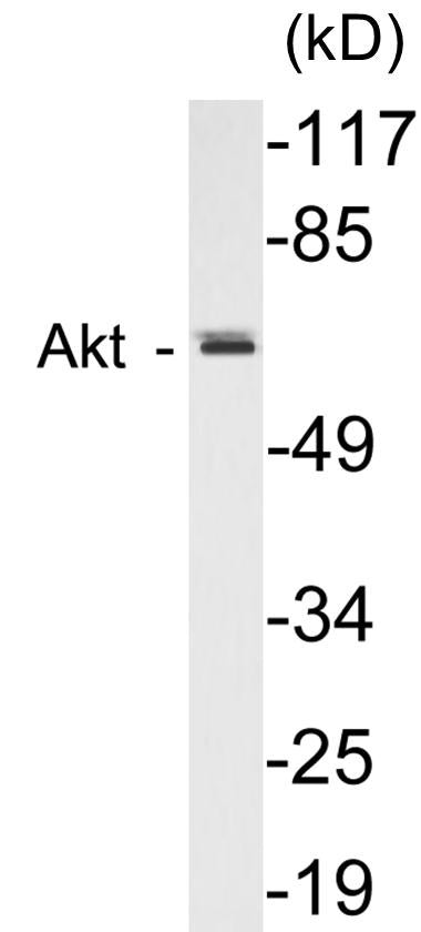 AIRE Colorimetric Cell-Based ELISA Kit
