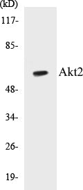 Akt2 Colorimetric Cell-Based ELISA Kit