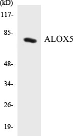 ALOX5 Colorimetric Cell-Based ELISA Kit