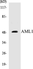 AML1 Colorimetric Cell-Based ELISA Kit