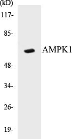 AMPK1 Colorimetric Cell-Based ELISA Kit