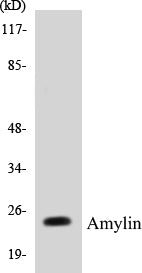 Amylin Colorimetric Cell-Based ELISA Kit