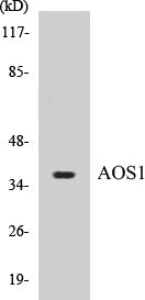 AOS1 Colorimetric Cell-Based ELISA Kit