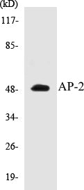 AP-2 Colorimetric Cell-Based ELISA Kit