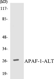 APAF-1-ALT Colorimetric Cell-Based ELISA Kit