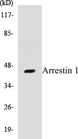 Arrestin 1 Colorimetric Cell-Based ELISA Kit