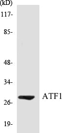 ATF1 Colorimetric Cell-Based ELISA Kit