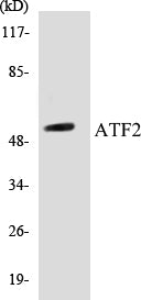ATF2 Colorimetric Cell-Based ELISA Kit