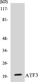 ATF3 Colorimetric Cell-Based ELISA Kit