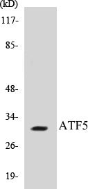 ATF5 Colorimetric Cell-Based ELISA Kit