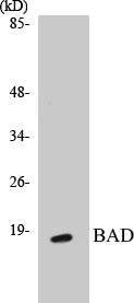BAD Colorimetric Cell-Based ELISA Kit