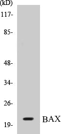BAX Colorimetric Cell-Based ELISA Kit