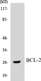 BCL-2 Colorimetric Cell-Based ELISA Kit