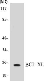 BCL-XL Colorimetric Cell-Based ELISA Kit