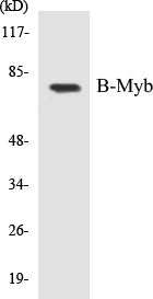 B-Myb Colorimetric Cell-Based ELISA Kit