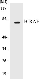 B-RAF Colorimetric Cell-Based ELISA Kit