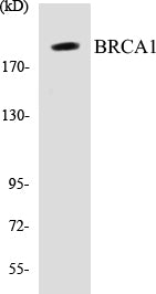 BRCA1 Colorimetric Cell-Based ELISA Kit