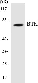 BTK Colorimetric Cell-Based ELISA Kit