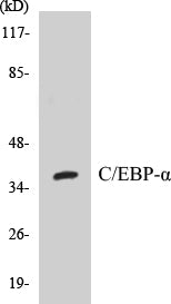 C/EBP-alpha Colorimetric Cell-Based ELISA Kit