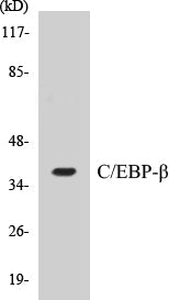 C/EBP-beta Colorimetric Cell-Based ELISA Kit