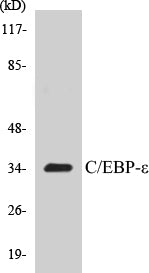 C/EBP-epsilon Colorimetric Cell-Based ELISA Kit
