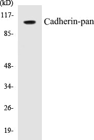 Cadherin-pan Colorimetric Cell-Based ELISA Kit