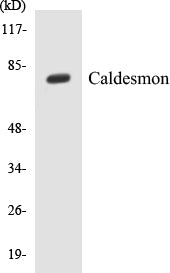 Caldesmon Colorimetric Cell-Based ELISA Kit